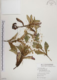 中文名:菟絲子(S079753)學名:Cuscuta australis R. Br.(S079753)