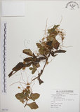 中文名:菟絲子(S081755)學名:Cuscuta australis R. Br.(S081755)