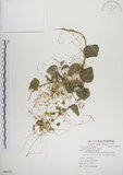 中文名:菟絲子(S086322)學名:Cuscuta australis R. Br.(S086322)