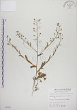 中文名:薺(S005931)學名:Capsella bursa-pastoris (L.) Medic.(S005931)