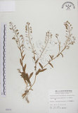 中文名:薺(S005932)學名:Capsella bursa-pastoris (L.) Medic.(S005932)