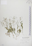 中文名:薺(S006567)學名:Capsella bursa-pastoris (L.) Medic.(S006567)