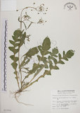 中文名:薺(S013554)學名:Capsella bursa-pastoris (L.) Medic.(S013554)