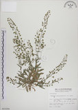 中文名:薺(S015224)學名:Capsella bursa-pastoris (L.) Medic.(S015224)