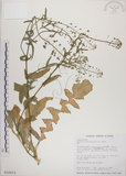 中文名:薺(S016073)學名:Capsella bursa-pastoris (L.) Medic.(S016073)