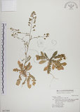 中文名:薺(S017365)學名:Capsella bursa-pastoris (L.) Medic.(S017365)
