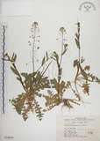 中文名:薺(S018895)學名:Capsella bursa-pastoris (L.) Medic.(S018895)