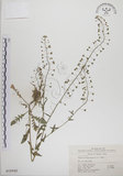 中文名:薺(S018942)學名:Capsella bursa-pastoris (L.) Medic.(S018942)