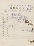 中文名:薺(S035808)學名:Capsella bursa-pastoris (L.) Medic.(S035808)