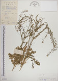 中文名:薺(S037693)學名:Capsella bursa-pastoris (L.) Medic.(S037693)