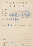 中文名:薺(S045735)學名:Capsella bursa-pastoris (L.) Medic.(S045735)