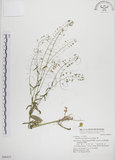 中文名:薺(S048415)學名:Capsella bursa-pastoris (L.) Medic.(S048415)