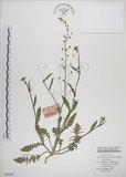 中文名:薺(S048491)學名:Capsella bursa-pastoris (L.) Medic.(S048491)