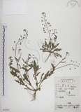 中文名:薺(S052030)學名:Capsella bursa-pastoris (L.) Medic.(S052030)