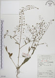 中文名:薺(S053189)學名:Capsella bursa-pastoris (L.) Medic.(S053189)