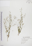 中文名:薺(S055216)學名:Capsella bursa-pastoris (L.) Medic.(S055216)