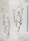 中文名:薺(S056056)學名:Capsella bursa-pastoris (L.) Medic.(S056056)