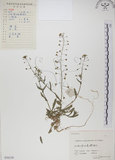 中文名:薺(S056159)學名:Capsella bursa-pastoris (L.) Medic.(S056159)