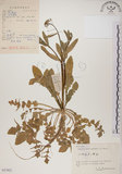 中文名:薺(S057922)學名:Capsella bursa-pastoris (L.) Medic.(S057922)