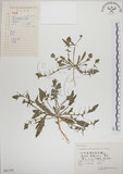 中文名:薺(S061192)學名:Capsella bursa-pastoris (L.) Medic.(S061192)