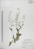 中文名:薺(S062336)學名:Capsella bursa-pastoris (L.) Medic.(S062336)