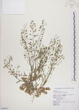 中文名:薺(S069763)學名:Capsella bursa-pastoris (L.) Medic.(S069763)