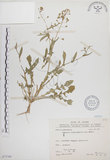 中文名:薺(S073768)學名:Capsella bursa-pastoris (L.) Medic.(S073768)