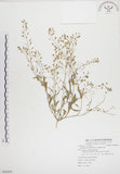 中文名:薺(S082604)學名:Capsella bursa-pastoris (L.) Medic.(S082604)