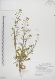 中文名:薺(S082759)學名:Capsella bursa-pastoris (L.) Medic.(S082759)