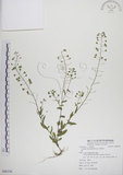 中文名:薺(S086336)學名:Capsella bursa-pastoris (L.) Medic.(S086336)