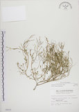 中文名:焊菜(S006629)學名:Cardamine flexuosa With.(S006629)中文別名:蔊菜英文名:Small-leaved bittercress