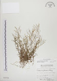 中文名:焊菜(S010724)學名:Cardamine flexuosa With.(S010724)中文別名:蔊菜英文名:Small-leaved bittercress