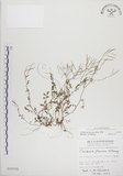 中文名:焊菜(S010725)學名:Cardamine flexuosa With.(S010725)中文別名:蔊菜英文名:Small-leaved bittercress