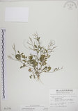 中文名:焊菜(S011791)學名:Cardamine flexuosa With.(S011791)中文別名:蔊菜英文名:Small-leaved bittercress