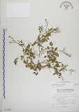 中文名:焊菜(S012028)學名:Cardamine flexuosa With.(S012028)中文別名:蔊菜英文名:Small-leaved bittercress