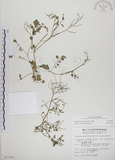 中文名:焊菜(S013553)學名:Cardamine flexuosa With.(S013553)中文別名:蔊菜英文名:Small-leaved bittercress