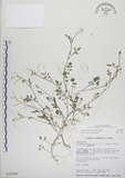 中文名:焊菜(S015996)學名:Cardamine flexuosa With.(S015996)中文別名:蔊菜英文名:Small-leaved bittercress