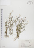 中文名:焊菜(S018947)學名:Cardamine flexuosa With.(S018947)中文別名:蔊菜英文名:Small-leaved bittercress