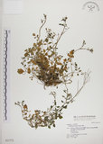 中文名:焊菜(S021772)學名:Cardamine flexuosa With.(S021772)中文別名:蔊菜英文名:Small-leaved bittercress