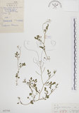 中文名:焊菜(S027558)學名:Cardamine flexuosa With.(S027558)中文別名:蔊菜英文名:Small-leaved bittercress