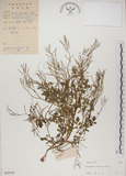 中文名:焊菜(S029199)學名:Cardamine flexuosa With.(S029199)中文別名:蔊菜英文名:Small-leaved bittercress