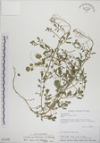 中文名:焊菜(S032390)學名:Cardamine flexuosa With.(S032390)中文別名:蔊菜英文名:Small-leaved bittercress