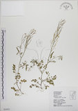 中文名:焊菜(S034421)學名:Cardamine flexuosa With.(S034421)中文別名:蔊菜英文名:Small-leaved bittercress