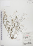 中文名:焊菜(S052829)學名:Cardamine flexuosa With.(S052829)中文別名:蔊菜英文名:Small-leaved bittercress