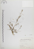 中文名:焊菜(S073774)學名:Cardamine flexuosa With.(S073774)中文別名:蔊菜英文名:Small-leaved bittercress