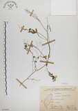 中文名:焊菜(S076009)學名:Cardamine flexuosa With.(S076009)中文別名:蔊菜英文名:Small-leaved bittercress