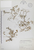 中文名:焊菜(S076231)學名:Cardamine flexuosa With.(S076231)中文別名:蔊菜英文名:Small-leaved bittercress