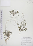 中文名:焊菜(S085236)學名:Cardamine flexuosa With.(S085236)中文別名:蔊菜英文名:Small-leaved bittercress