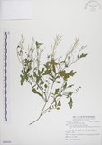 中文名:焊菜(S086026)學名:Cardamine flexuosa With.(S086026)中文別名:蔊菜英文名:Small-leaved bittercress