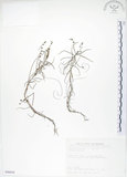 中文名:長葉茅膏菜(S090030)學名:Drosera indica L.(S090030)